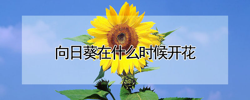 向日葵在什么時候開花