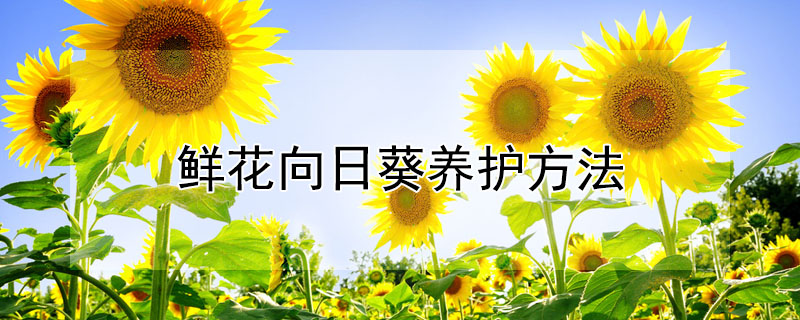 鮮花向日葵養(yǎng)護(hù)方法