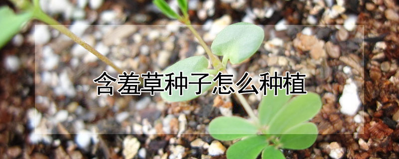 含羞草種子怎么種植