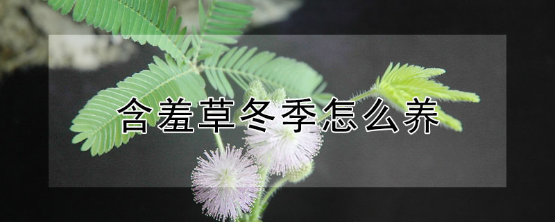 含羞草冬季怎么養