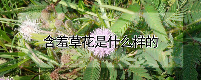 含羞草花是什么樣的