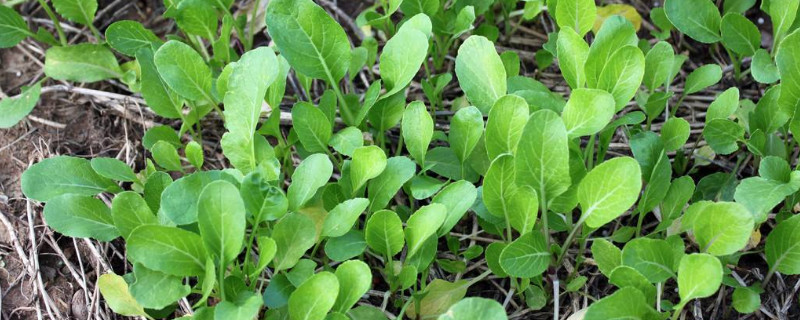 青菜怎么種植方法