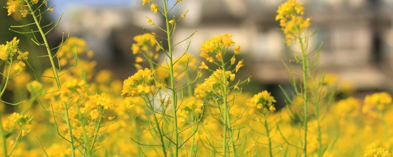 油菜的種植方法和時間施肥