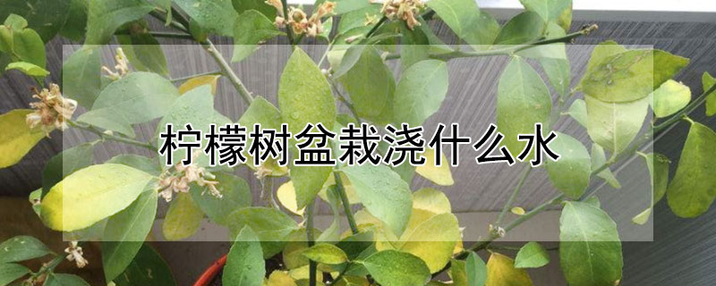 檸檬樹盆栽澆什么水