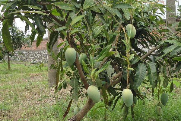 芒果種植條件氣溫