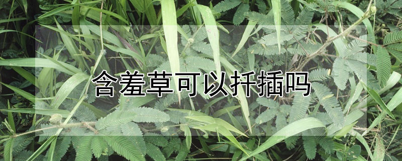 含羞草可以扦插嗎