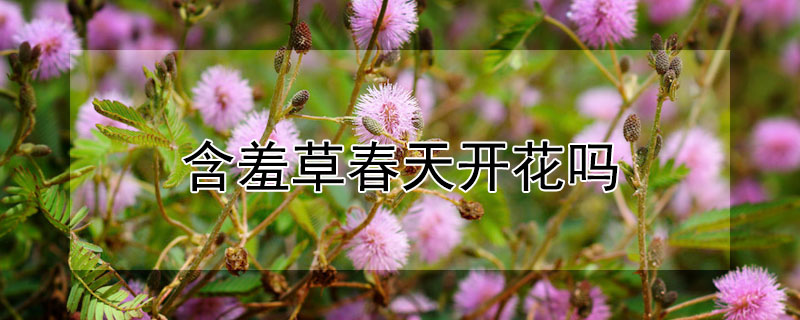 含羞草春天開花嗎