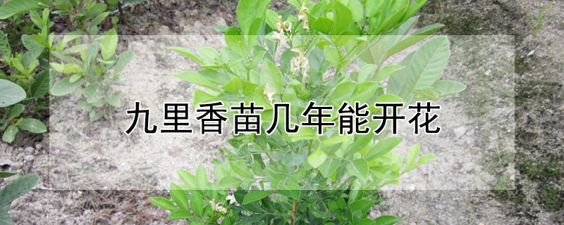 九里香苗幾年能開花