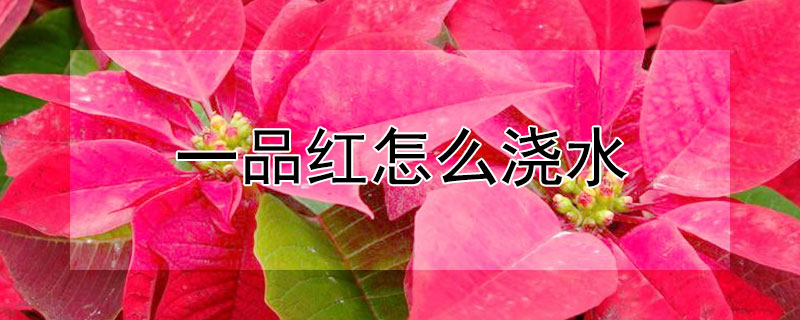 一品紅怎么澆水