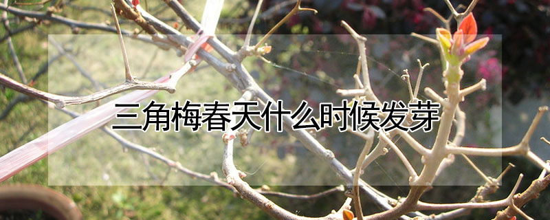 三角梅春天什么時候發(fā)芽