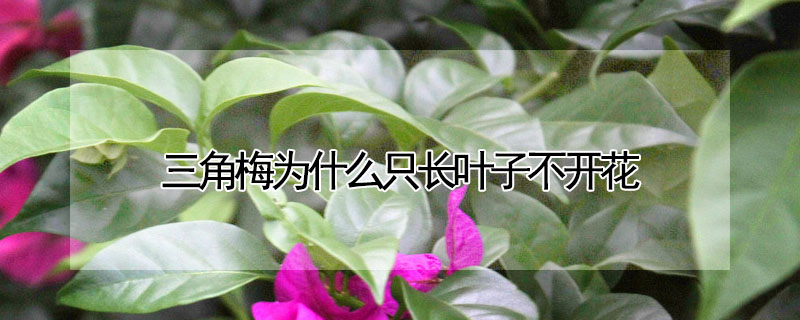 三角梅為什么只長(zhǎng)葉子不開(kāi)花