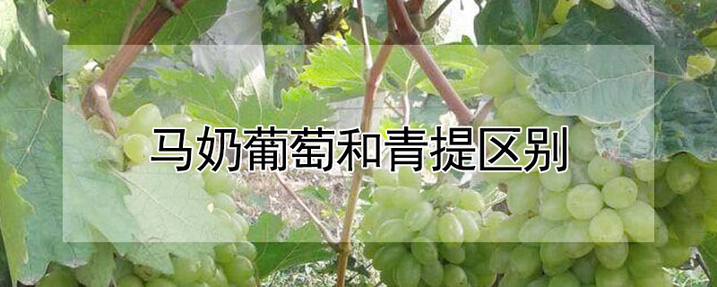 馬奶葡萄和青提區別