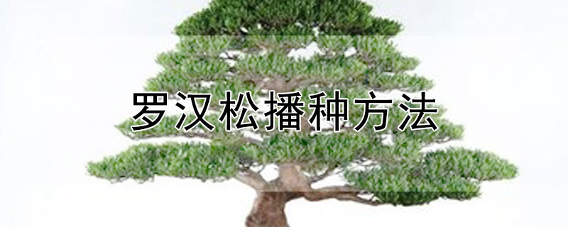 羅漢松播種方法