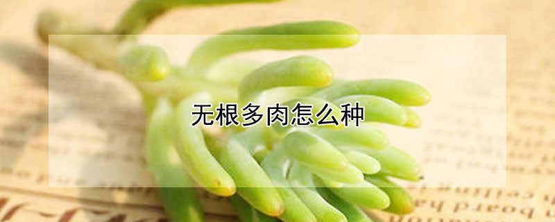 無根多肉怎么種