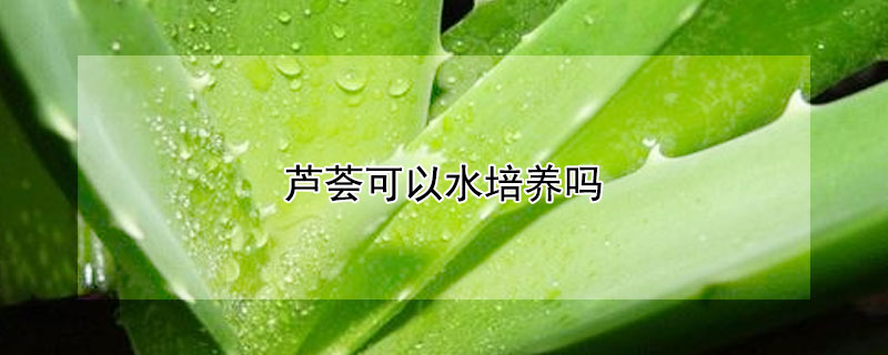 蘆薈可以水培養嗎