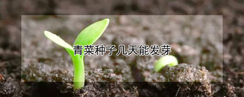 青菜種子幾天能發(fā)芽