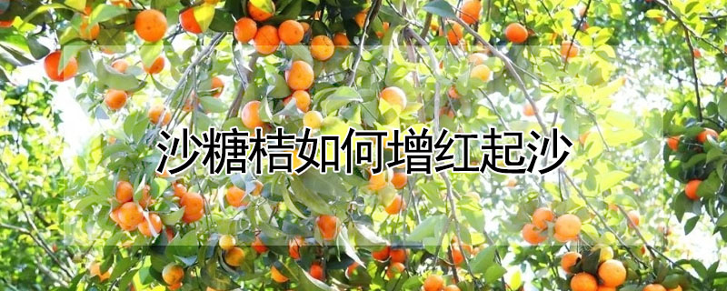 沙糖桔如何增紅起沙