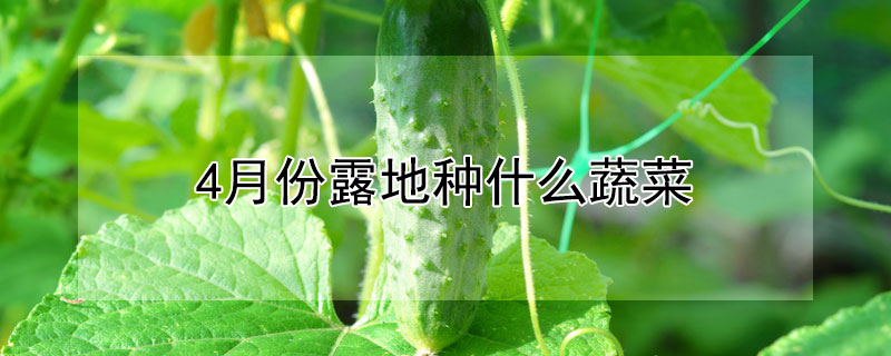 4月份露地種什么蔬菜