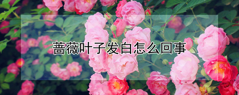 薔薇葉子發(fā)白怎么回事