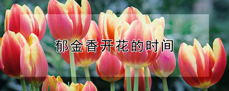 郁金香開花的時(shí)間