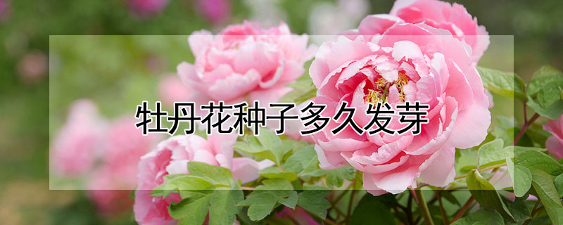 牡丹花種子多久發(fā)芽