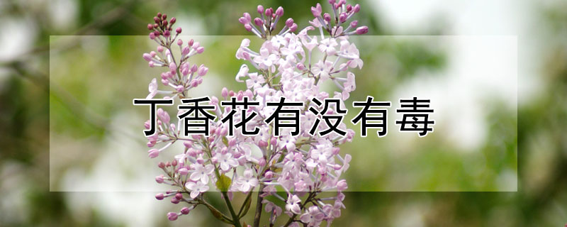 丁香花有沒有毒