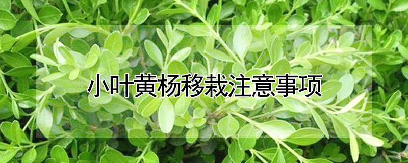 小葉黃楊移栽注意事項(xiàng)