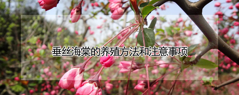 垂絲海棠的養(yǎng)殖方法和注意事項(xiàng)