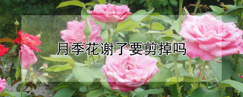 月季花謝了要剪掉嗎