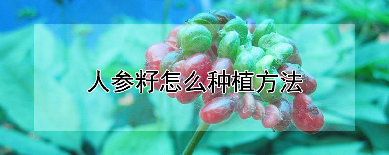 人參籽怎么種植方法