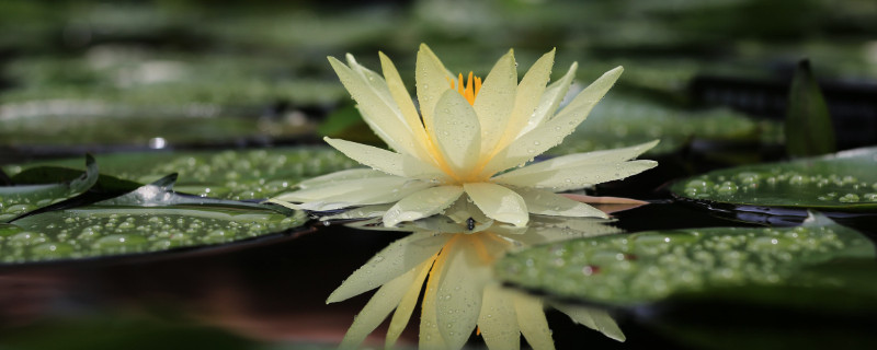 睡蓮種子怎么發芽