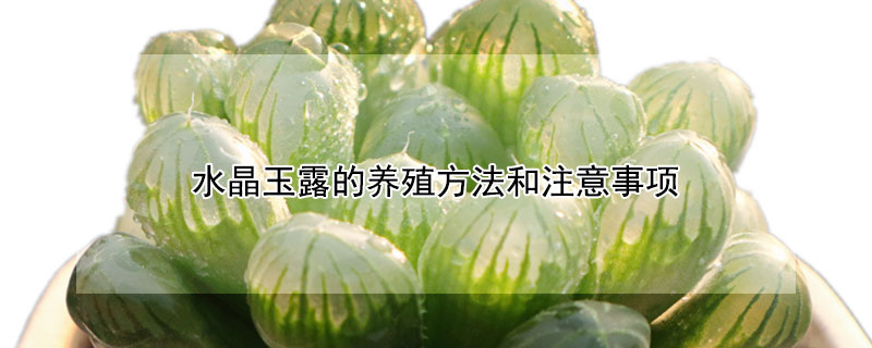 水晶玉露的養殖方法和注意事項