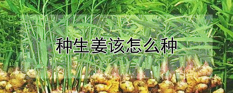 種生姜該怎么種