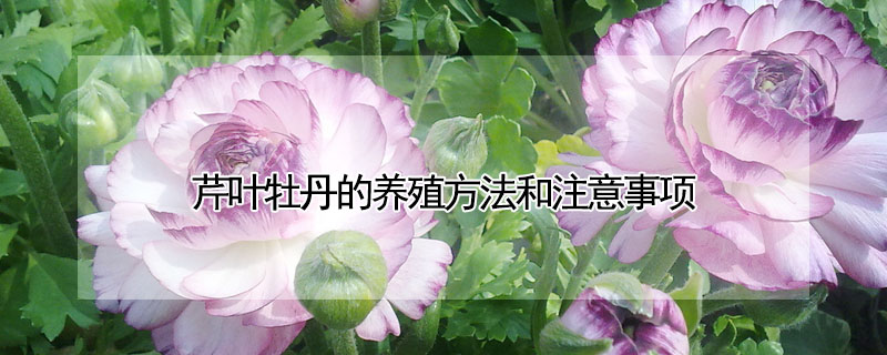 芹葉牡丹的養(yǎng)殖方法和注意事項(xiàng)