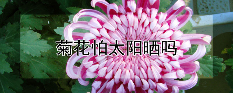 菊花怕太陽曬嗎