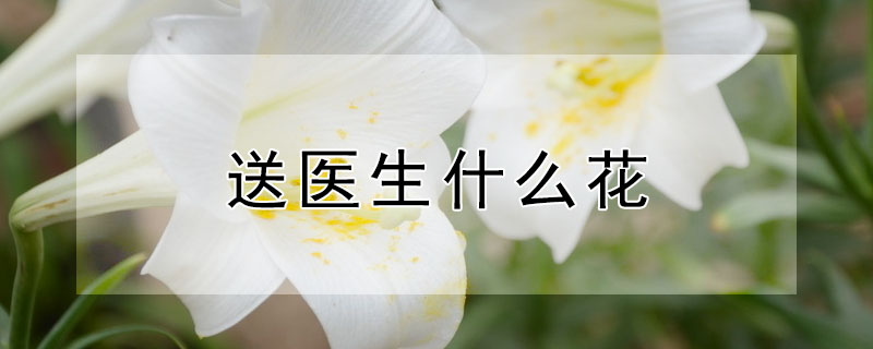 送醫生什么花