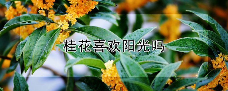 桂花喜歡陽光嗎