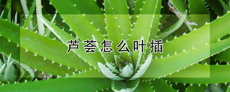 蘆薈怎么葉插