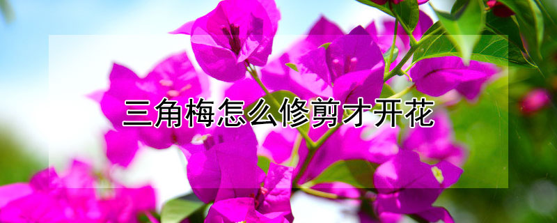 三角梅怎么修剪才開花