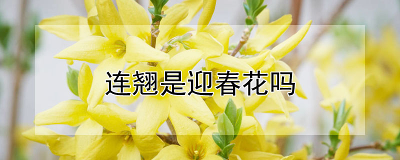 連翹是迎春花嗎