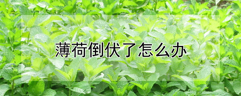 薄荷倒伏了怎么辦