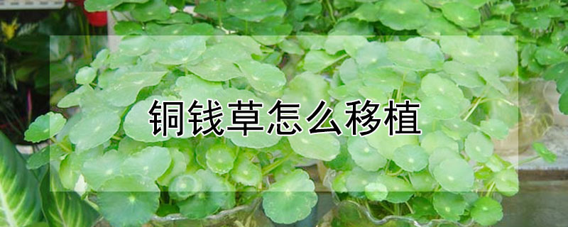 銅錢草怎么移植