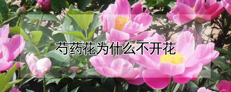 芍藥花為什么不開花