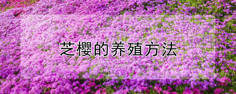 芝櫻的養(yǎng)殖方法