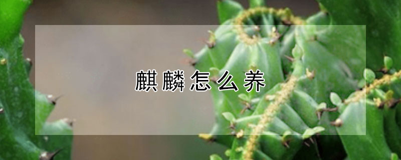 麒麟怎么養(yǎng)