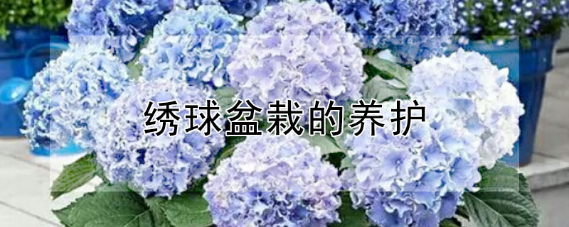 繡球盆栽的養(yǎng)護(hù)