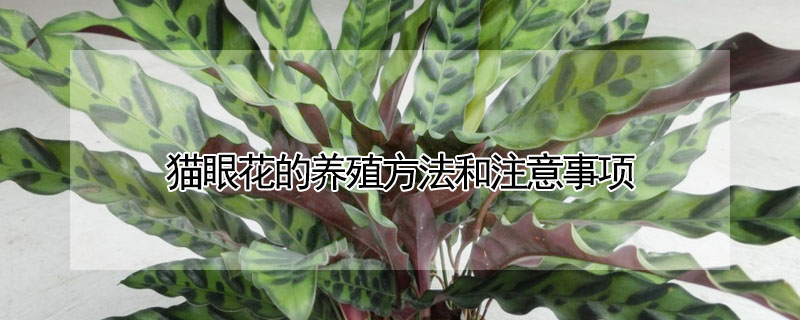 貓眼花的養殖方法和注意事項