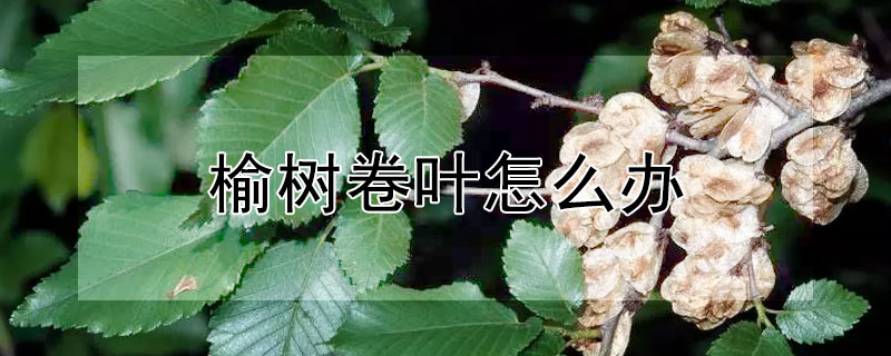 榆樹(shù)卷葉怎么辦