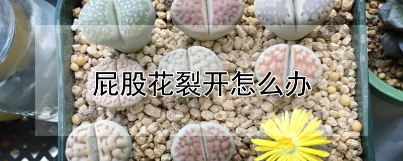 屁股花裂開怎么辦