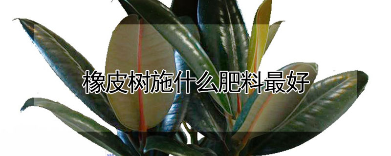 橡皮樹施什么肥料最好